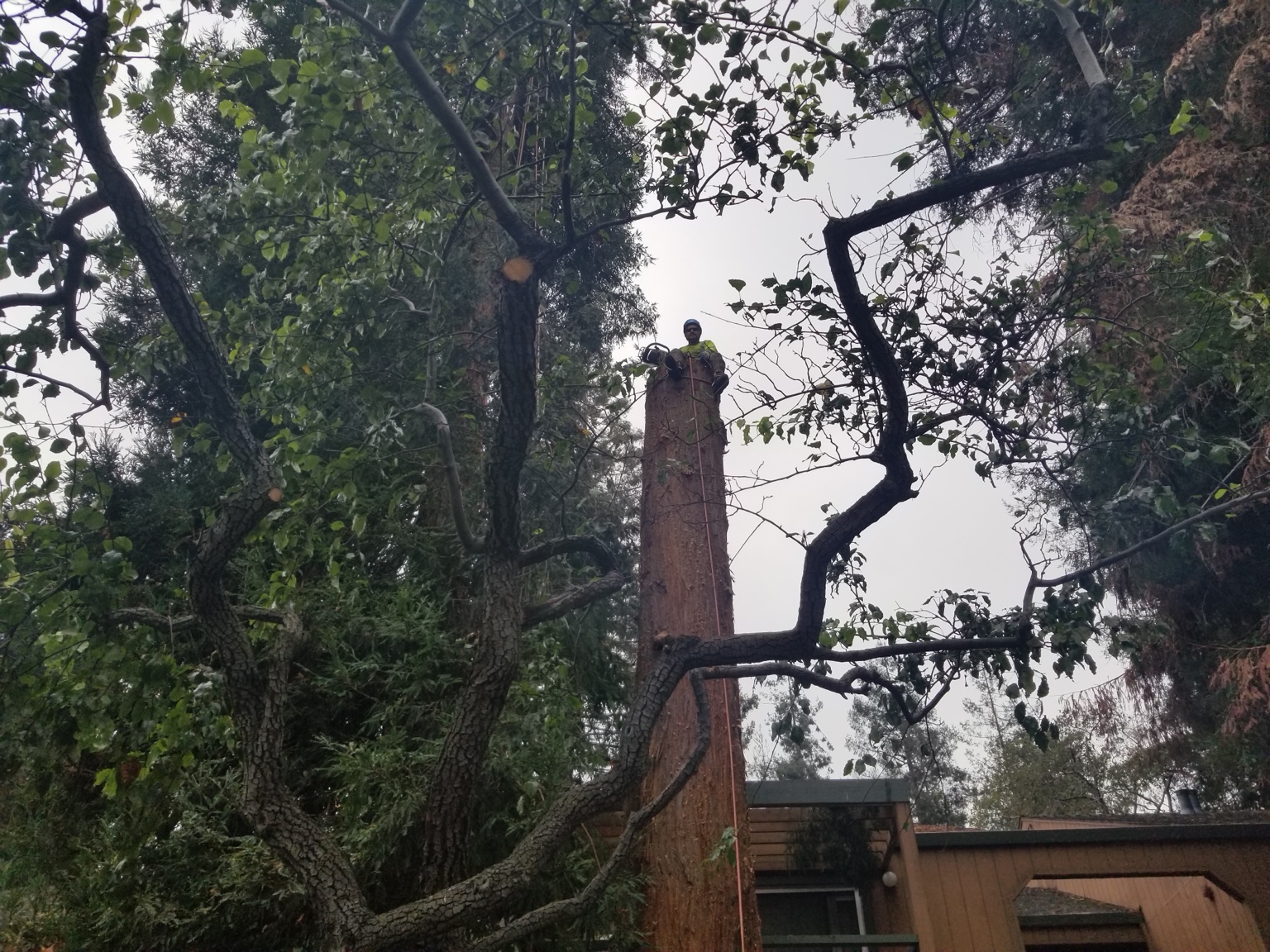 Arborist topping a tall trunk above a rooftop on an overcast day