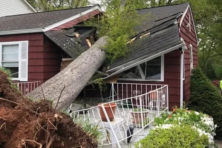 Large storm-downed tree resting across a damaged roof after high winds