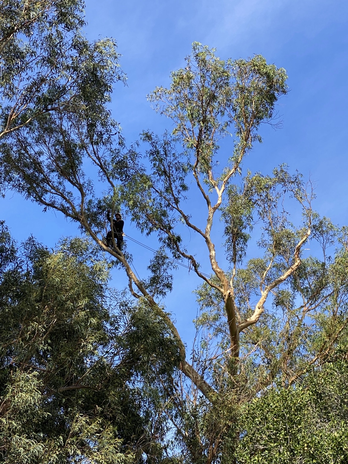 Climber roped high in a tall tree removing upper limbs