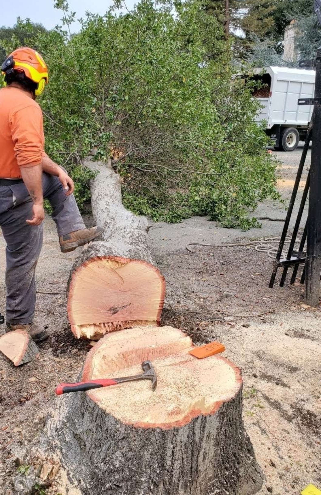 Crew member beside a large trunk bucked into rounds next to the chip truck