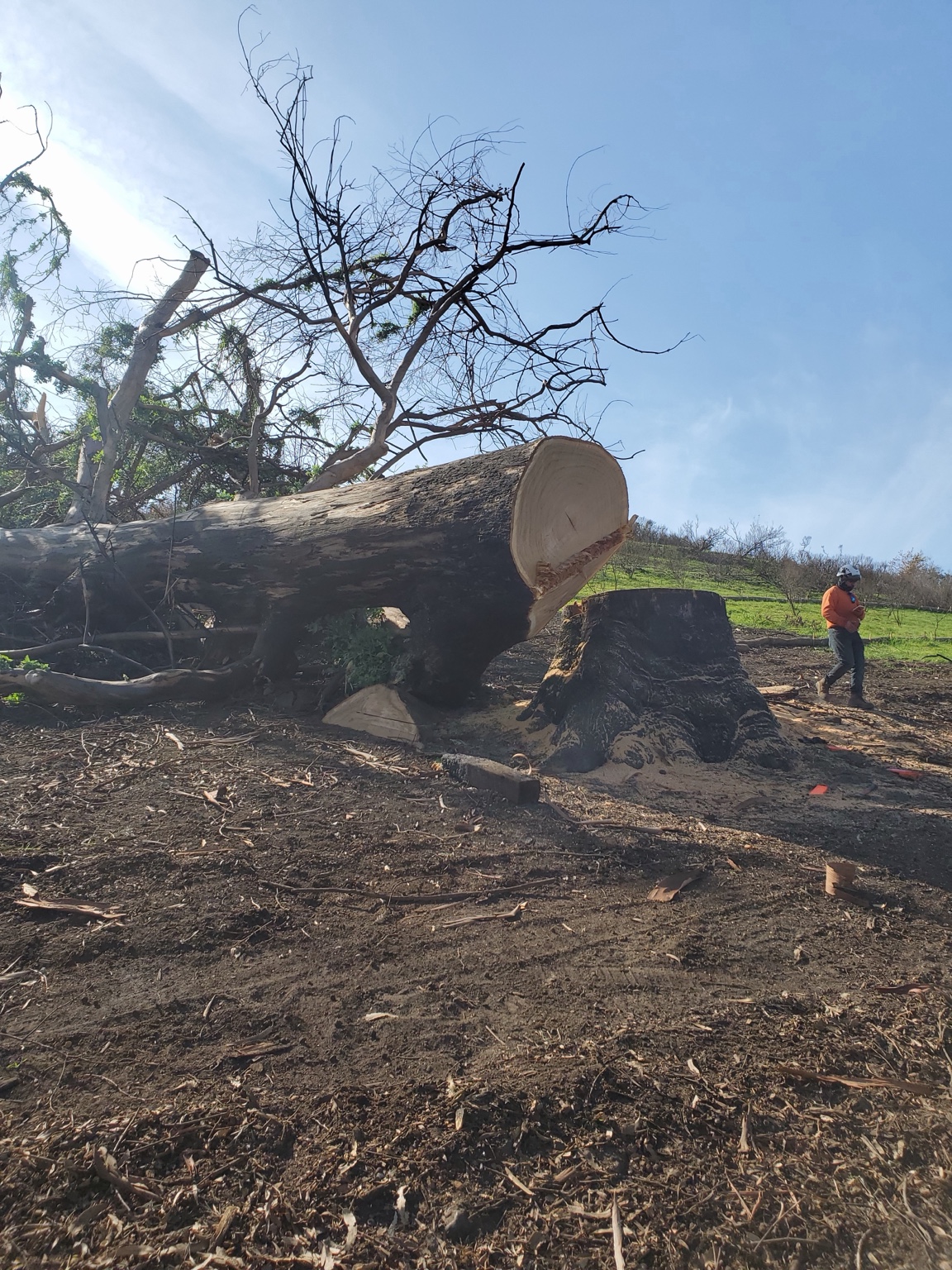 Felled trunk cut clean at the stump on open ground