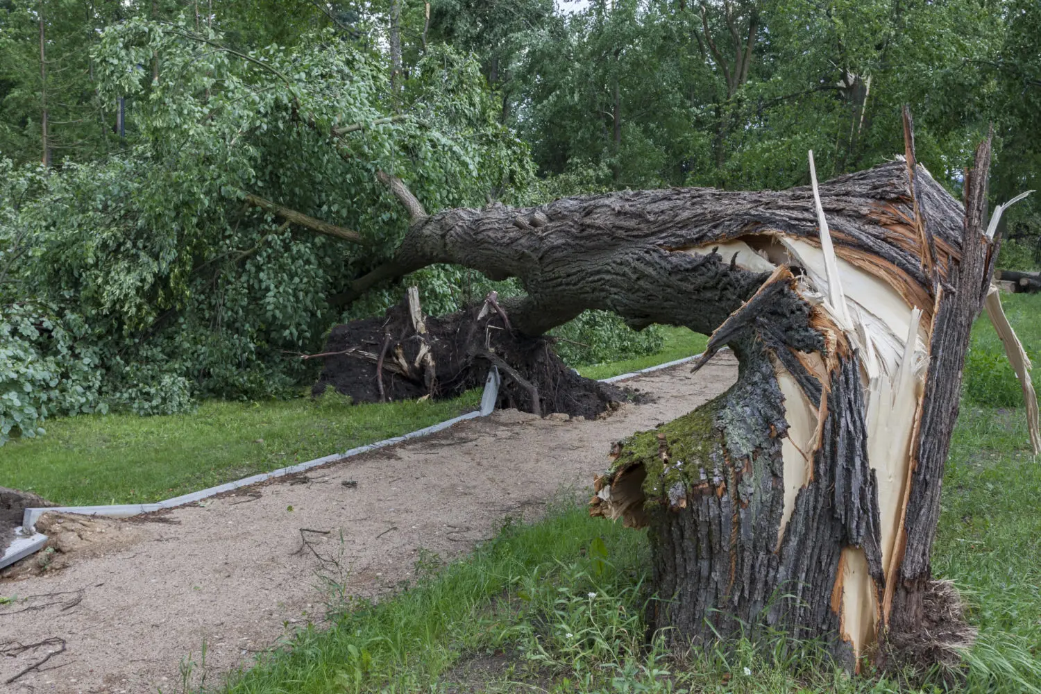 Crew clearing storm debris and downed limbs from a yard