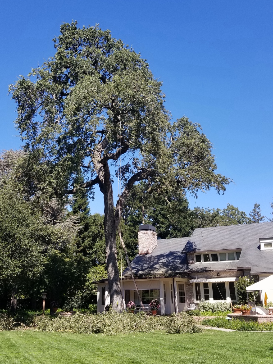 Mature oak being pruned above a large home with brush stacked on the lawn