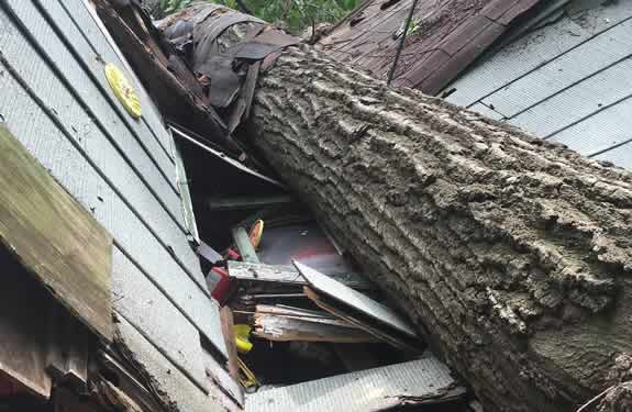 Emergency tree work cutting apart a wind-toppled tree