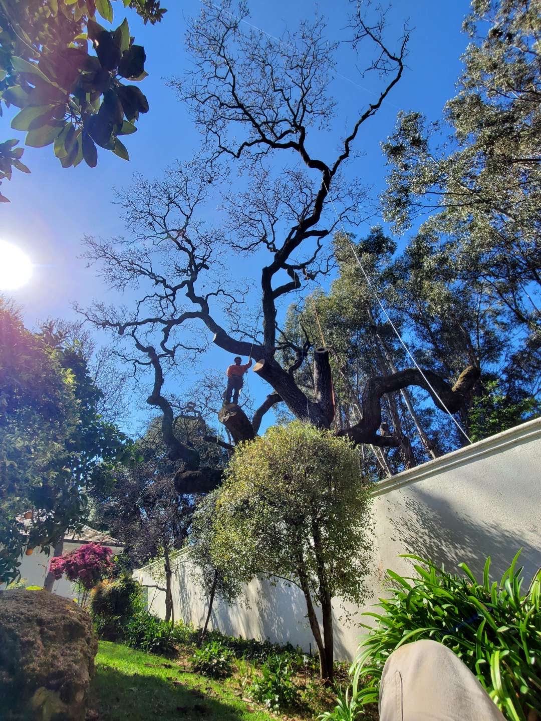 Climber standing on a limb pruning a broad oak canopy against a blue sky