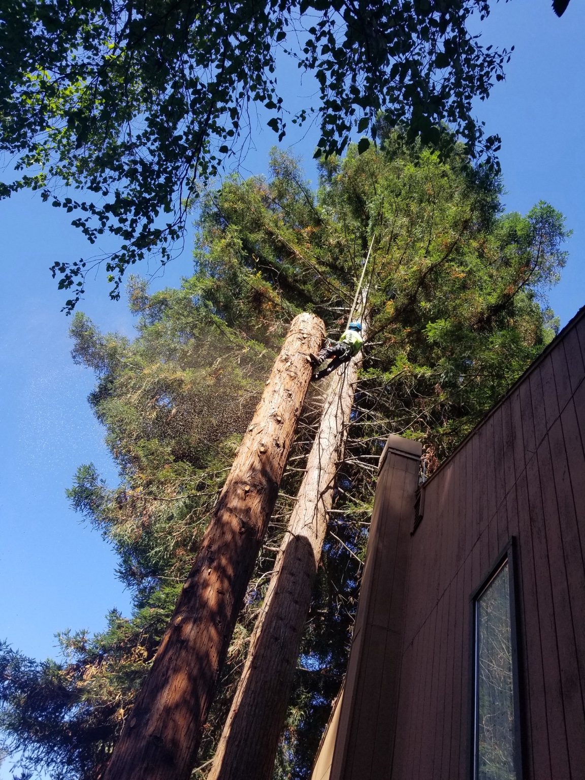 Climber high in a tall conifer removing a hazardous tree leaning over a house