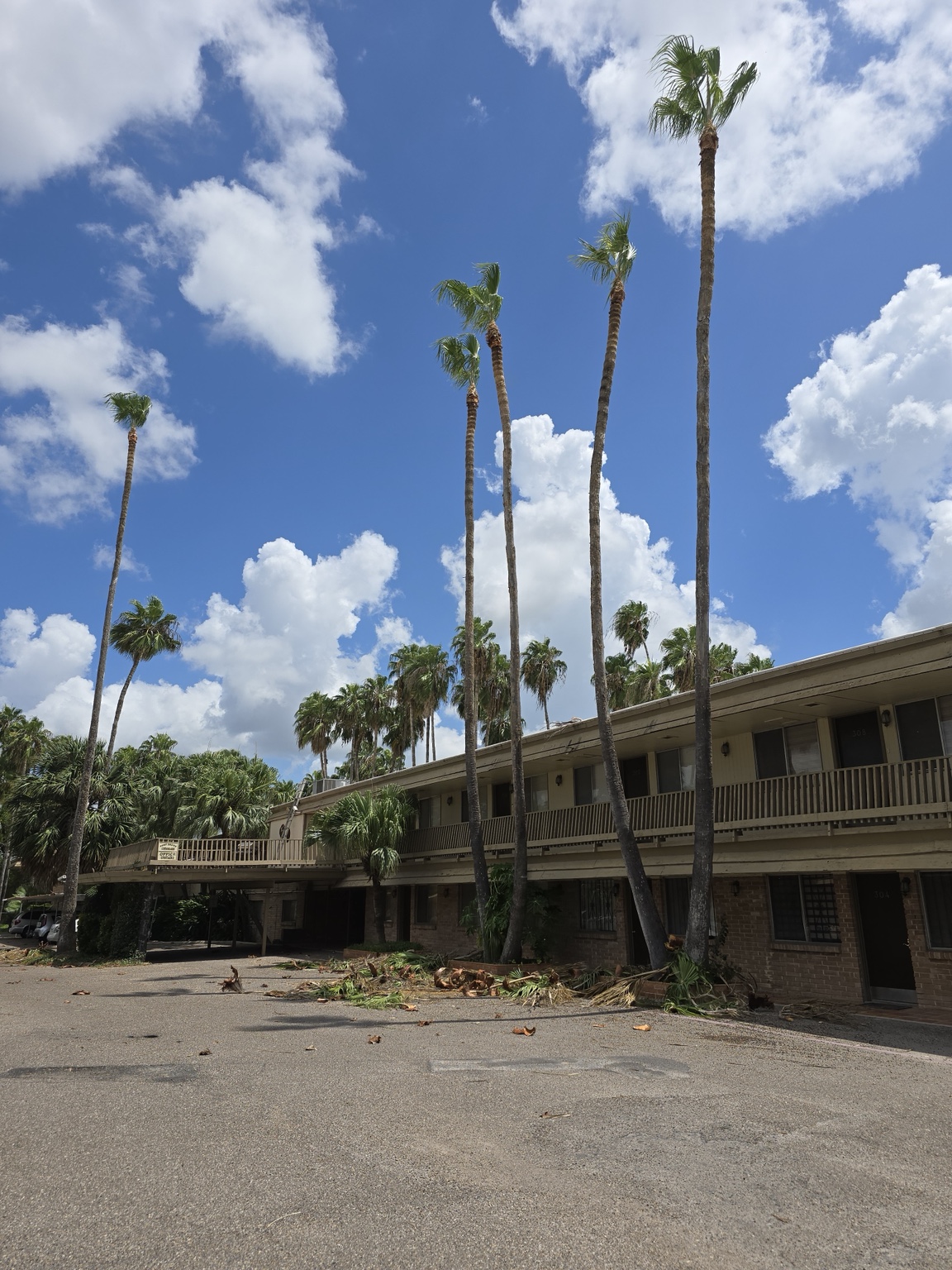Same palm trees after professional trimming, fronds removed and site cleaned