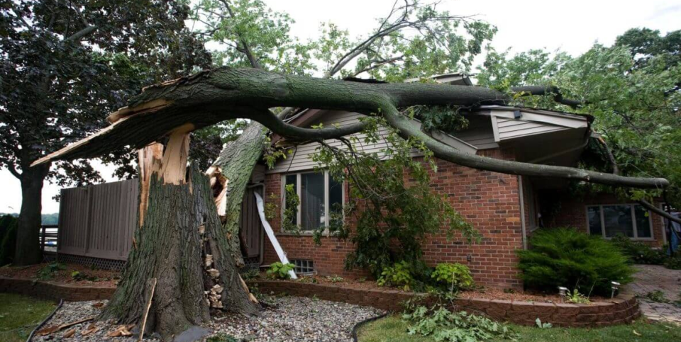 Storm-damaged tree split at the trunk over a Jacksonville, NC property